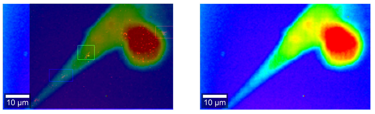 固定神經幹細胞的拉曼顯微鏡圖像(右)與顯示三個單壁碳納米管的拉曼圖像(左)疊加