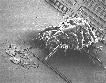 接近微觀齒輪鏈的蟎蟲